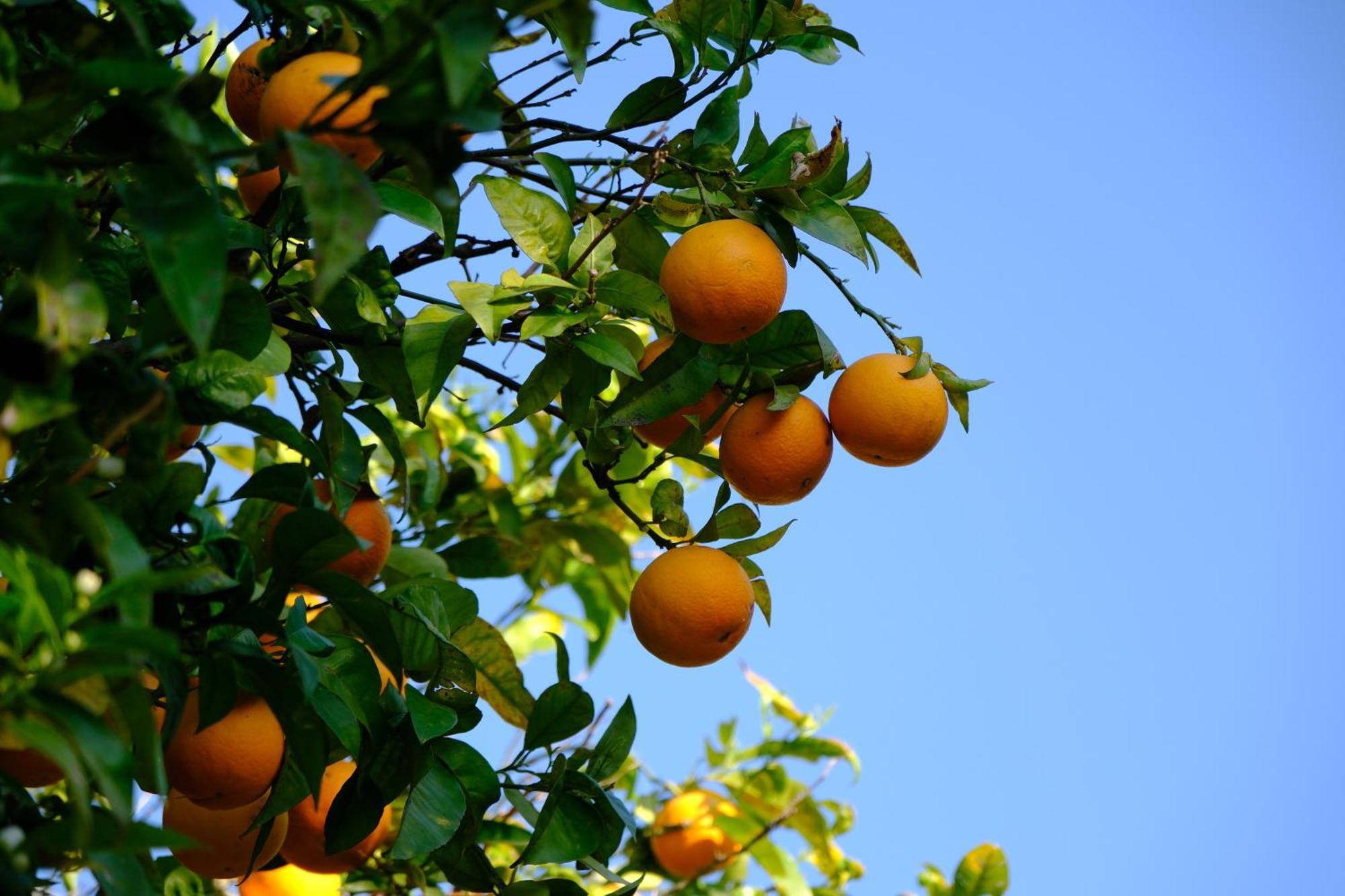 Conte Spencer Bed and Breakfast Caserta Vecchia Exterior foto